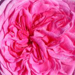 image: Image from the photoset &lsquo;escher blummen (cliii)&rsquo;.