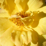 image: Image from the photoset &lsquo;escher blummen (cliii)&rsquo;.