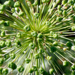 image: Image from the photoset &lsquo;escher blummen (cliii)&rsquo;.