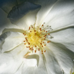 image: Image from the photoset &lsquo;escher blummen (cliii)&rsquo;.