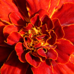 image: escher&nbsp;blummen (cliii) photoset