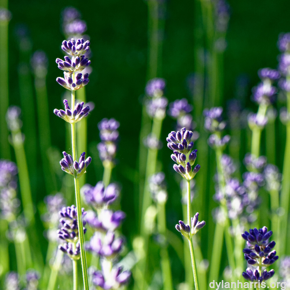 image: This is &lsquo;wood (xlviii) 1&rsquo;.