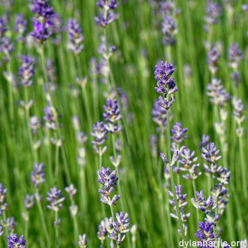 image: This is &lsquo;wood (xlviii) 3&rsquo;.