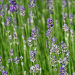 image: Image from the photoset &lsquo;wood (xlviii)&rsquo;.