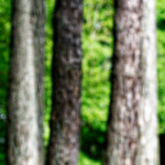 image: Image from the photoset &lsquo;wood (xlviii)&rsquo;.