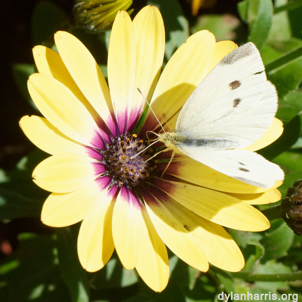 image: This is &lsquo;escher blummen (cliv) 1&rsquo;.