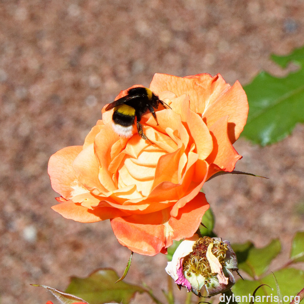 image: This is &lsquo;escher blummen (cliv) 3&rsquo;.