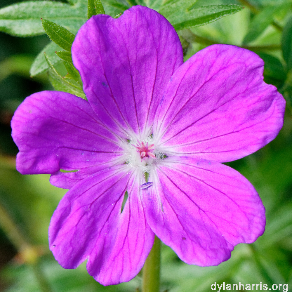 image: This is &lsquo;escher blummen (cliv) 4&rsquo;.