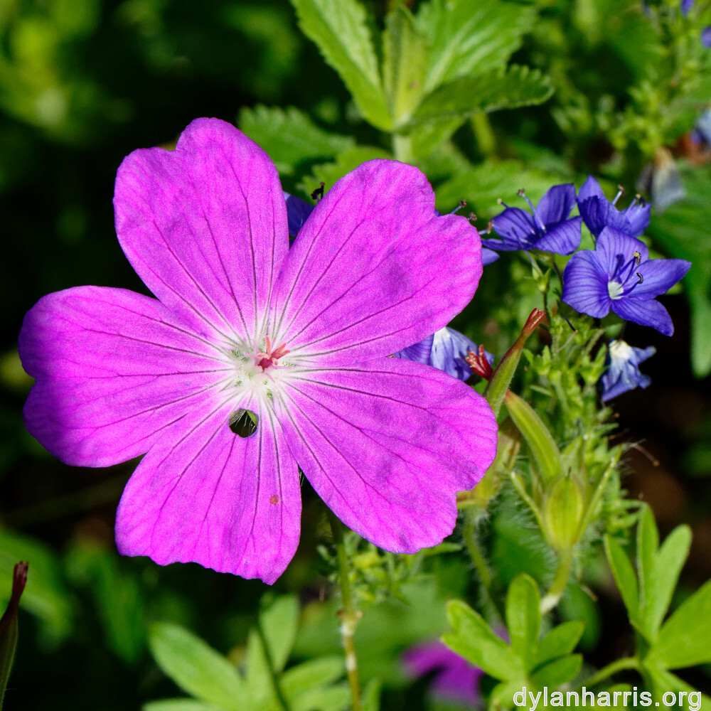 image: This is &lsquo;escher blummen (cliv) 5&rsquo;.