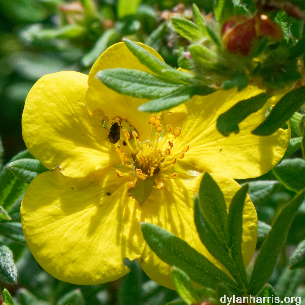 image: This is &lsquo;escher blummen (cliv) 6&rsquo;.