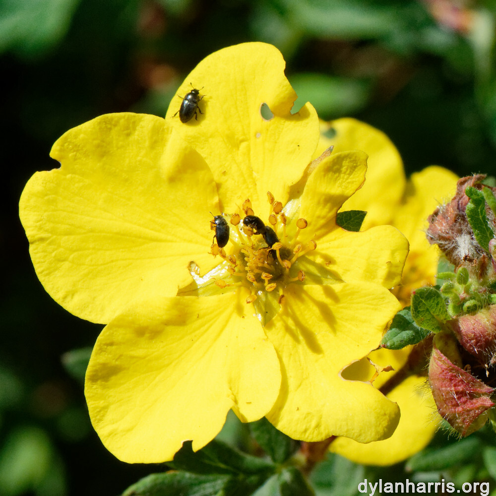 image: This is &lsquo;escher blummen (cliv) 7&rsquo;.