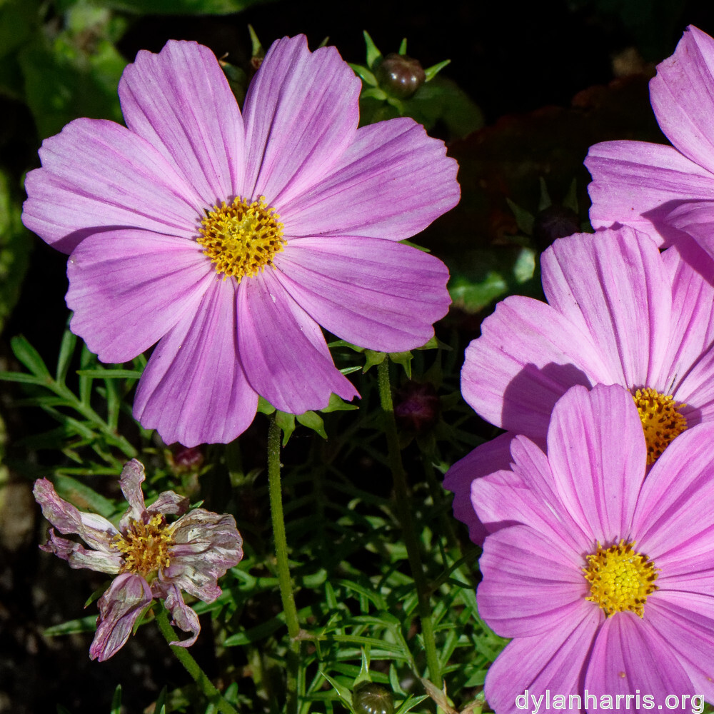 image: This is &lsquo;escher blummen (cliv) 8&rsquo;.