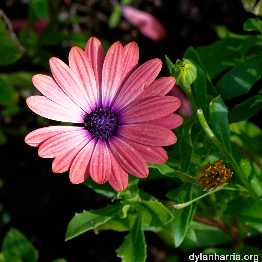 image: This is &lsquo;escher blummen (cliv) 9&rsquo;.