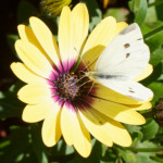 image: Image from the photoset &lsquo;escher blummen (cliv)&rsquo;.