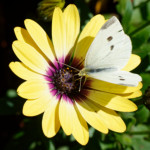 image: Image from the photoset &lsquo;escher blummen (cliv)&rsquo;.