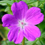 image: Image from the photoset &lsquo;escher blummen (cliv)&rsquo;.