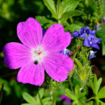 image: Image from the photoset &lsquo;escher blummen (cliv)&rsquo;.