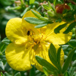 image: escher&nbsp;blummen (cliv) photoset