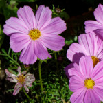 image: Image from the photoset &lsquo;escher blummen (cliv)&rsquo;.