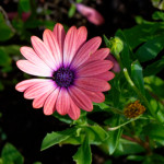 image: Image from the photoset &lsquo;escher blummen (cliv)&rsquo;.