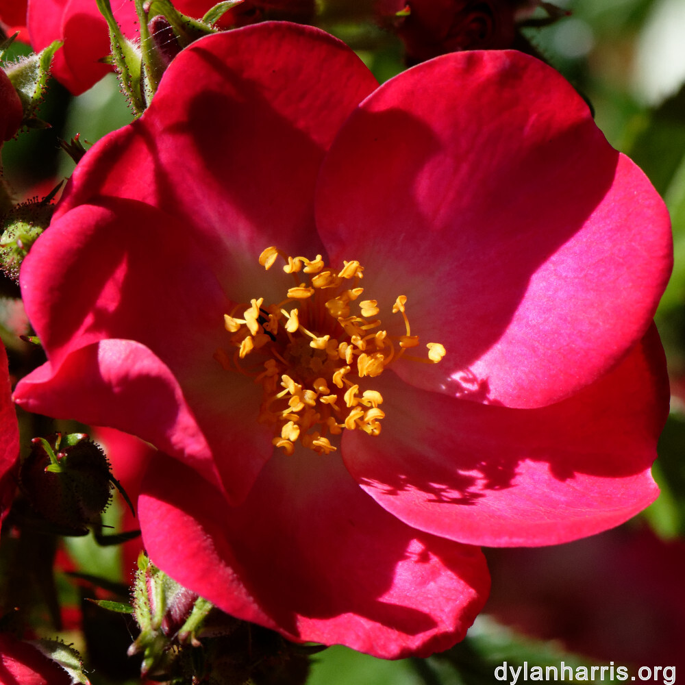 image: This is &lsquo;escher blummen (clv) 1&rsquo;.