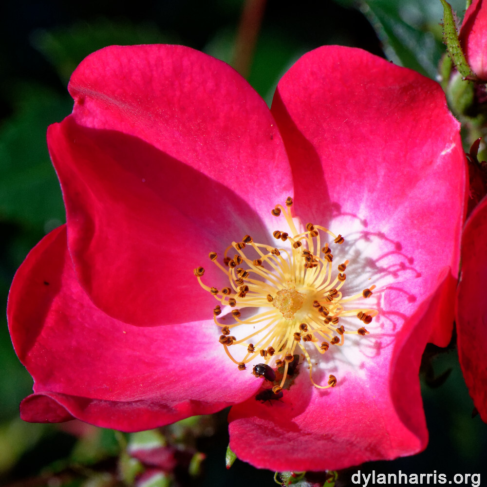 image: This is &lsquo;escher blummen (clv) 2&rsquo;.