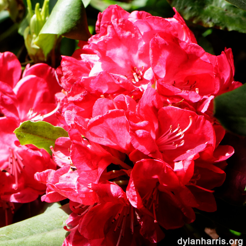 image: This is &lsquo;escher blummen (clv) 3&rsquo;.