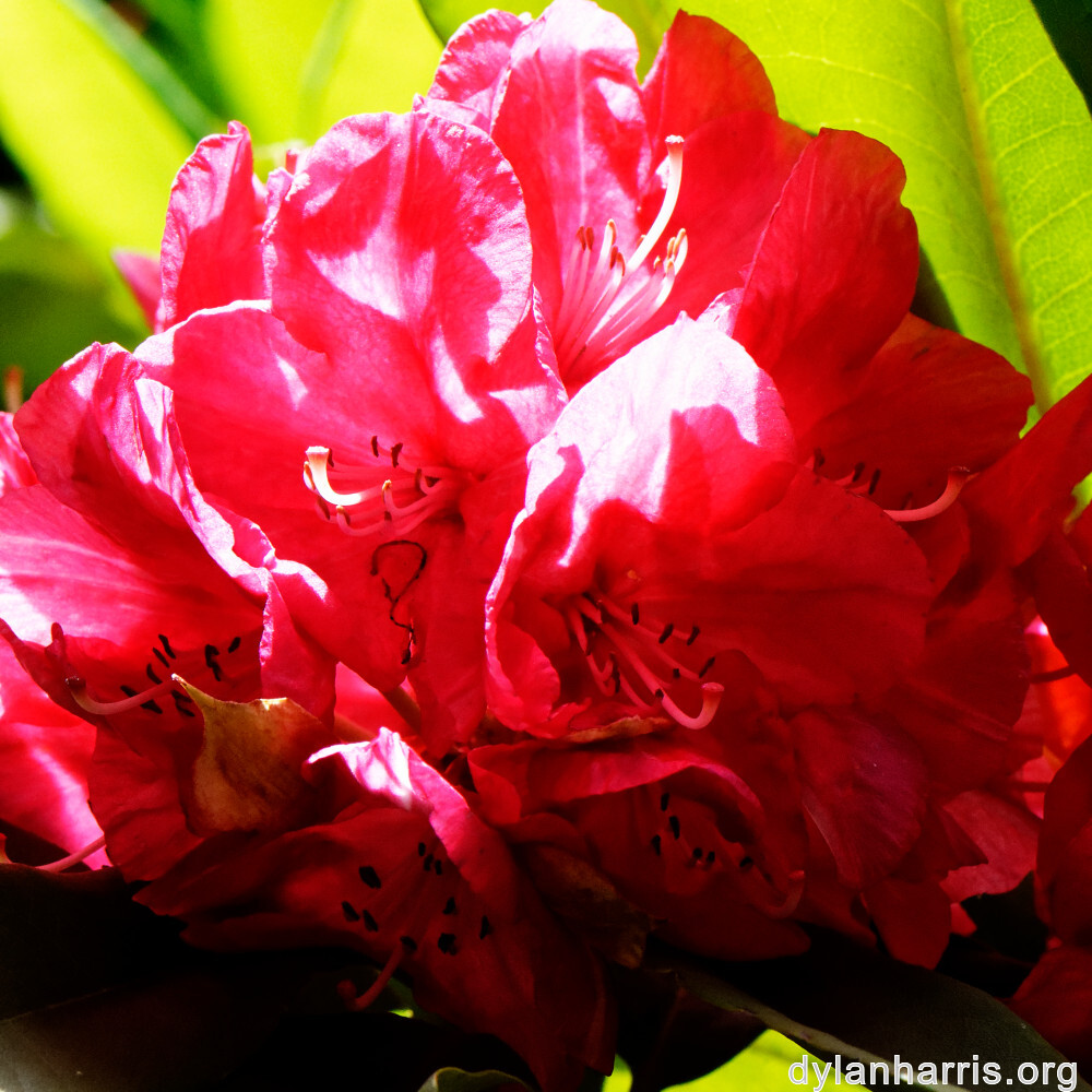 image: This is &lsquo;escher blummen (clv) 4&rsquo;.