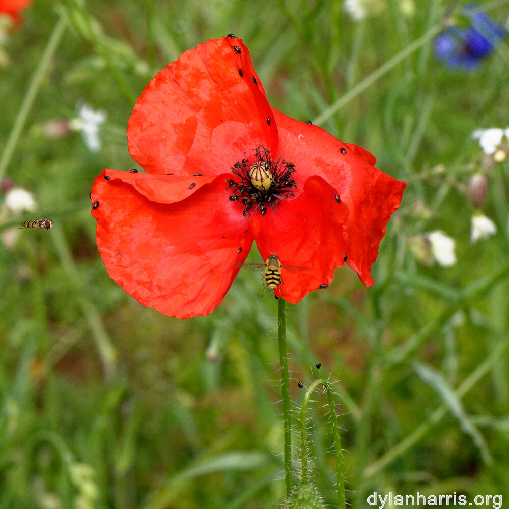 image: This is &lsquo;escher blummen (clv) 5&rsquo;.