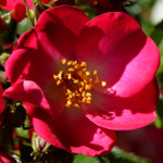 image: Image from the photoset &lsquo;escher blummen (clv)&rsquo;.