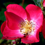 image: escher&nbsp;blummen (clv) photoset