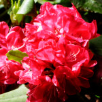 image: Image from the photoset &lsquo;escher blummen (clv)&rsquo;.