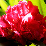 image: Image from the photoset &lsquo;escher blummen (clv)&rsquo;.