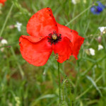 image: Image from the photoset &lsquo;escher blummen (clv)&rsquo;.