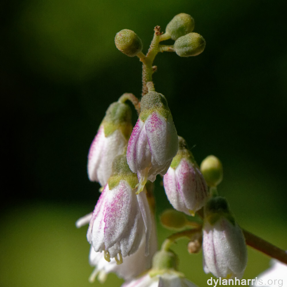 image: This is &lsquo;escher blummen (clvi) 1&rsquo;.