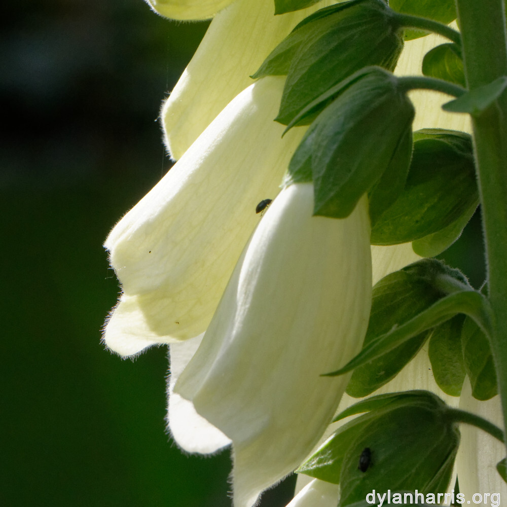 image: This is &lsquo;escher blummen (clvi) 2&rsquo;.