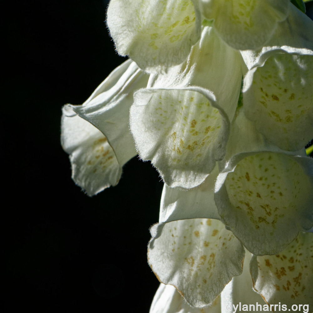 image: This is &lsquo;escher blummen (clvi) 3&rsquo;.