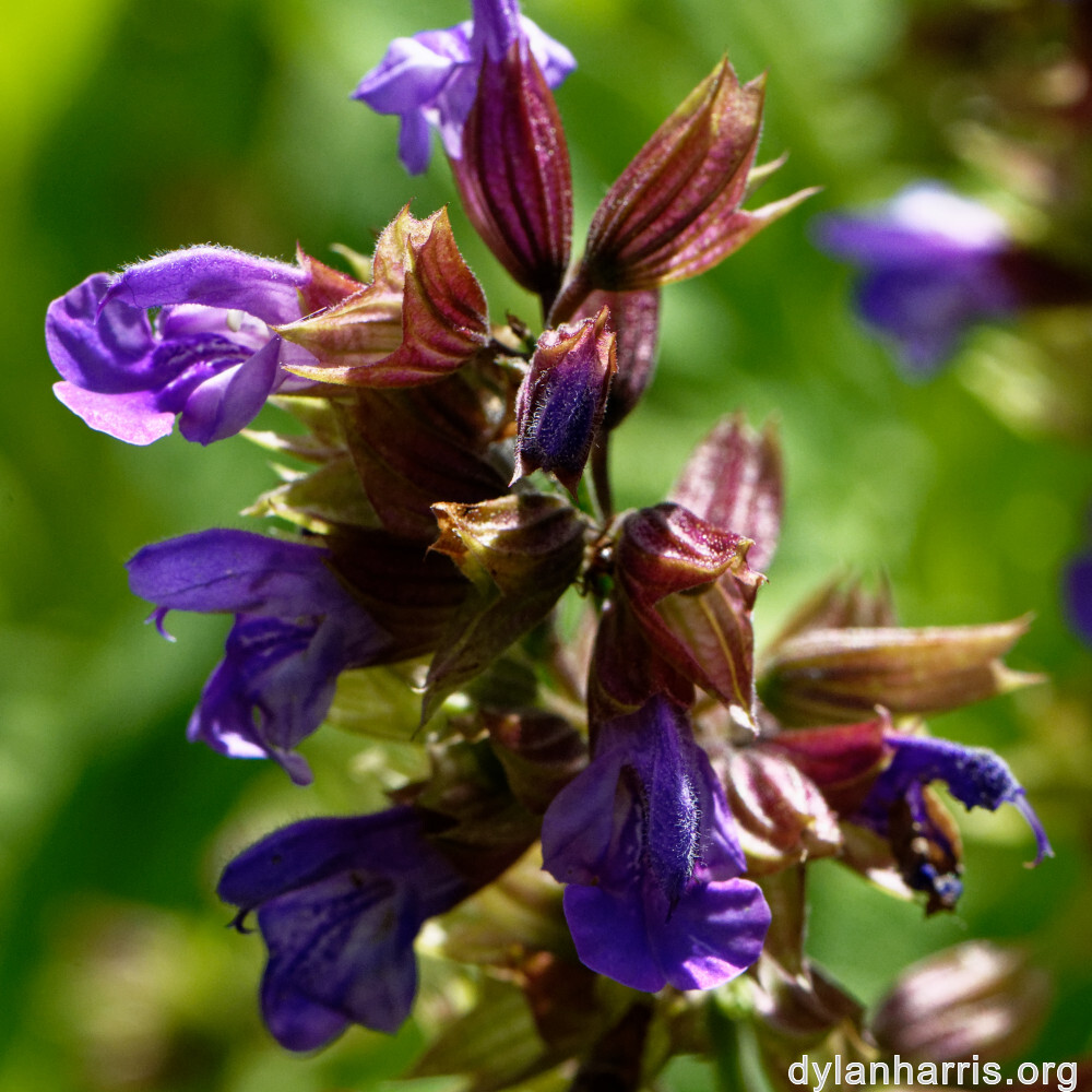 image: This is &lsquo;escher blummen (clvi) 4&rsquo;.