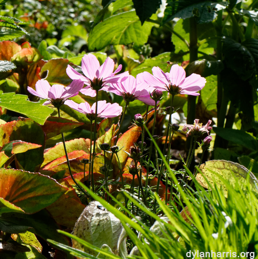 image: This is &lsquo;escher blummen (clvi) 5&rsquo;.