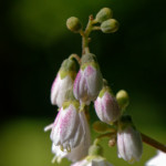 image: Image from the photoset &lsquo;escher blummen (clvi)&rsquo;.