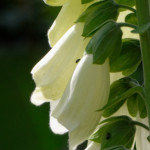 image: escher&nbsp;blummen (clvi) photoset