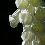 image: Image from the photoset &lsquo;escher blummen (clvi)&rsquo;.