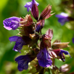 image: Image from the photoset &lsquo;escher blummen (clvi)&rsquo;.