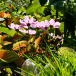 image: Image from the photoset &lsquo;escher blummen (clvi)&rsquo;.