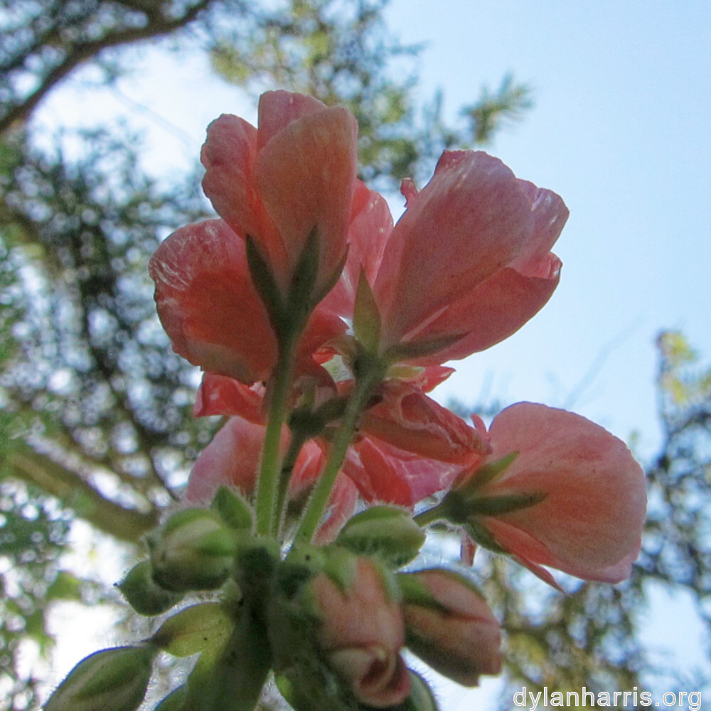 image: This is &lsquo;escher blummen (clvii) 1&rsquo;.