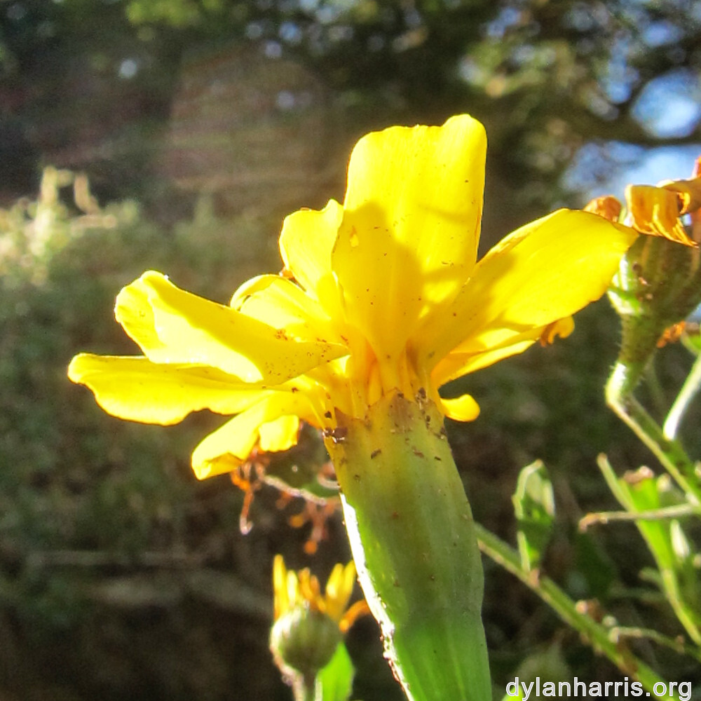 image: This is &lsquo;escher blummen (clvii) 2&rsquo;.