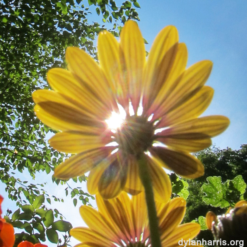 image: This is &lsquo;escher blummen (clvii) 3&rsquo;.