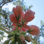 image: Image from the photoset &lsquo;escher blummen (clvii)&rsquo;.