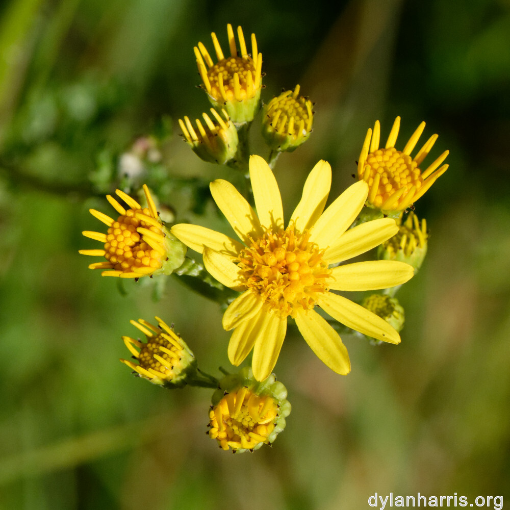 image: This is &lsquo;flower (xxxviii) 1&rsquo;.