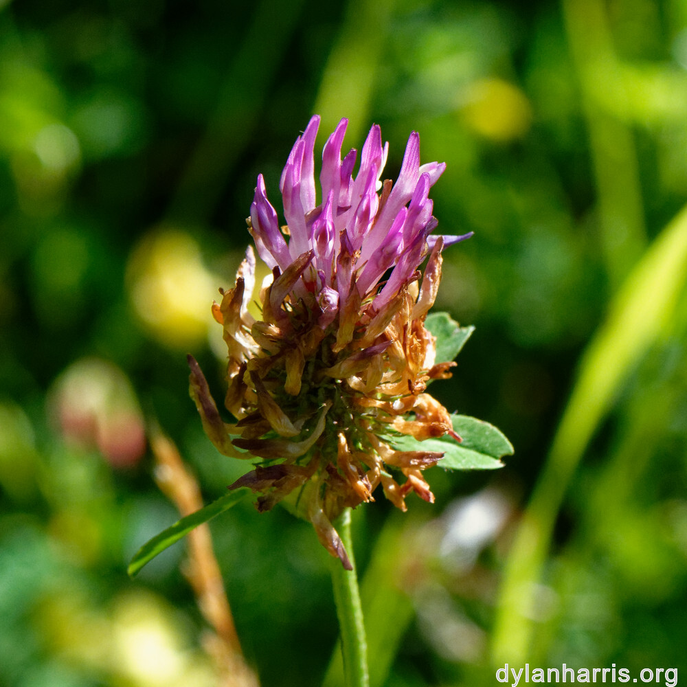 image: This is &lsquo;flower (xxxviii) 3&rsquo;.